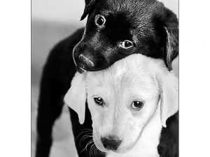Black and White Puppies Collection d'Art Diamond Embroidery Printed Gem Kit DE453